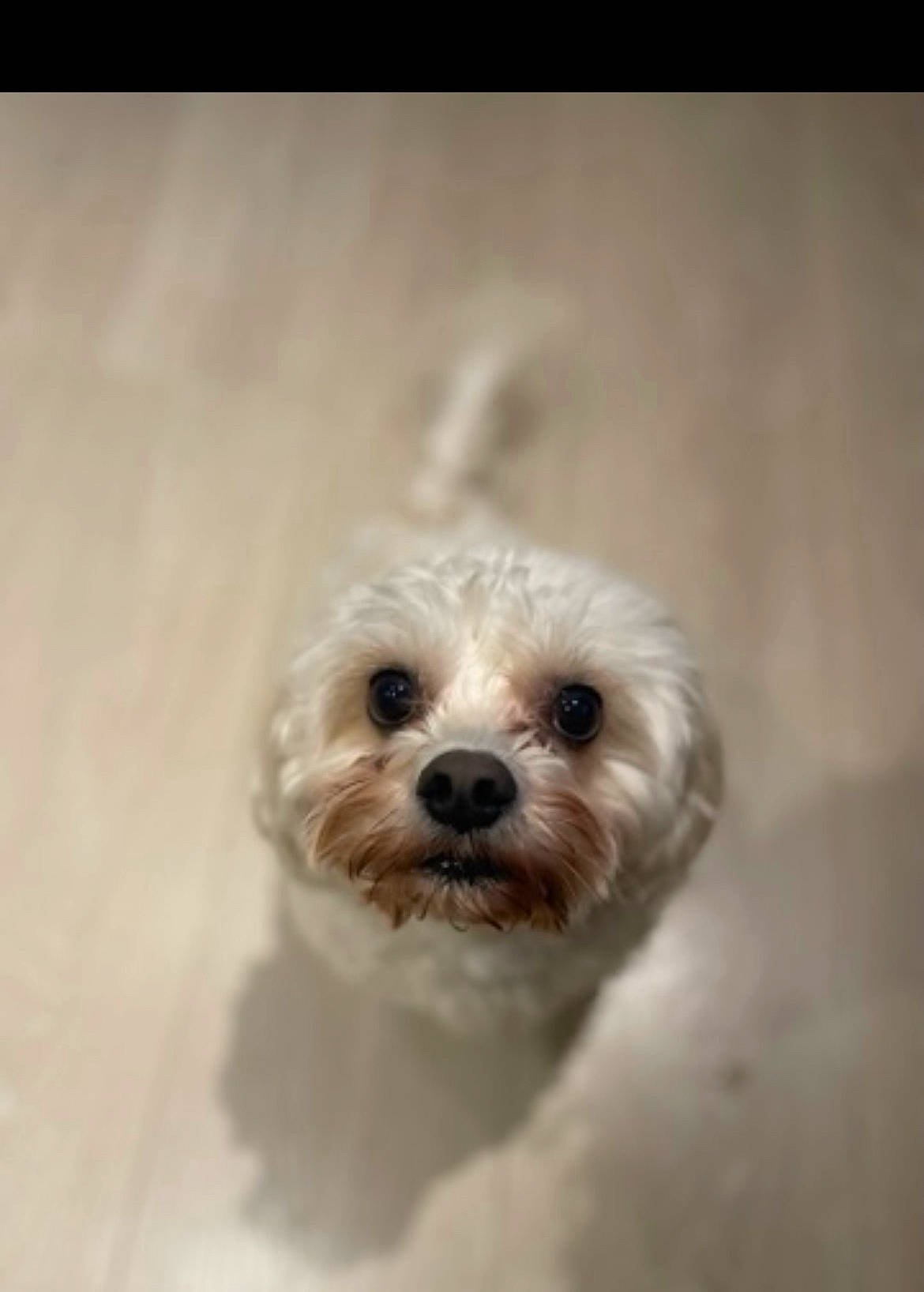 Biscuit joined the competition — help win amazing prizes! canidae, carnivore, companion_dog, dog, dog_breed, fur, liver, mal_shi, maltepoo, non_sporting_group, pekapoo, plant, poodle_crossbreed, small_terrier, snout, sporting_group, terrier, toy_dog, water_dog, working_animal