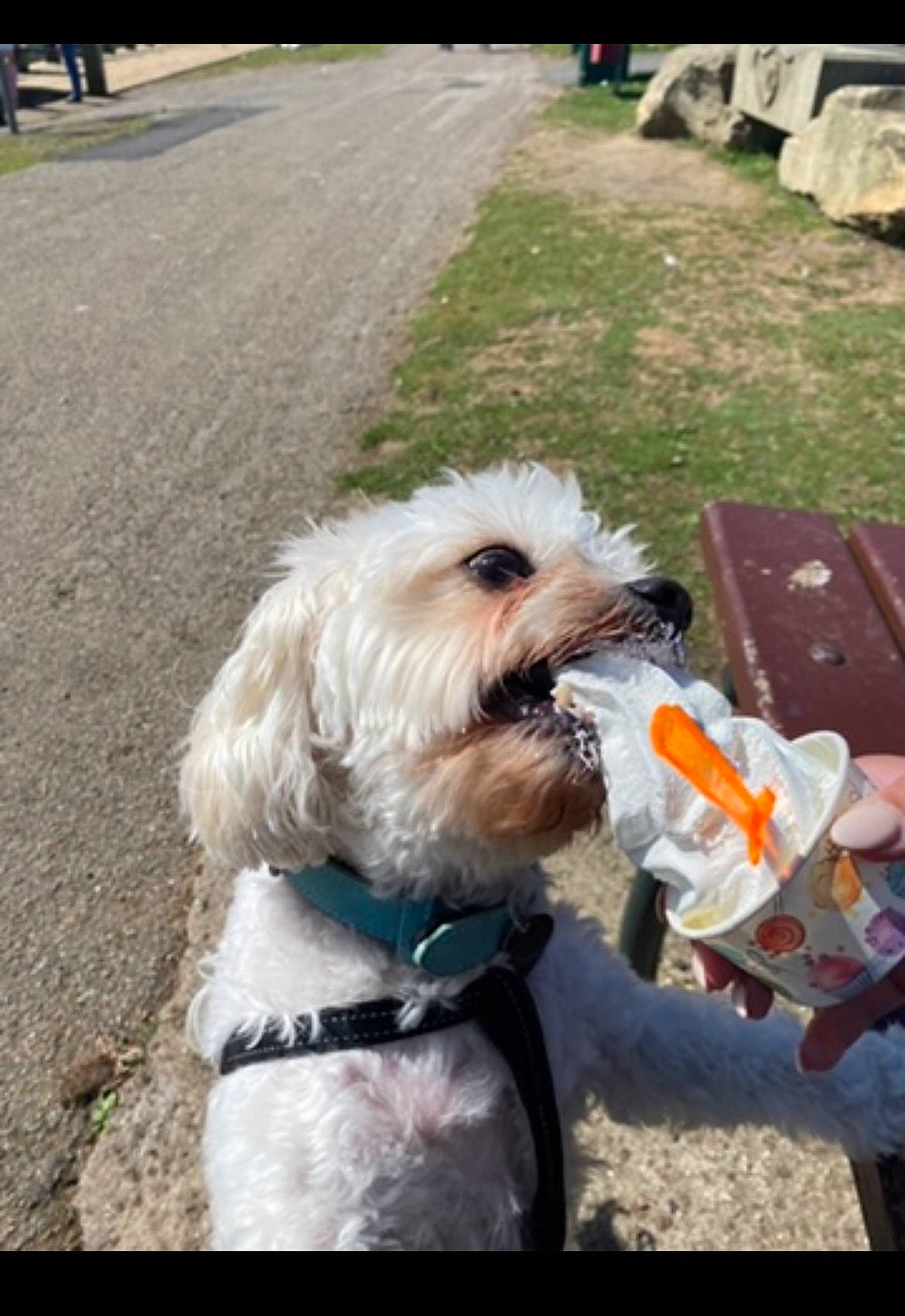 Biscuit is registered to the contest to win money with this photo: canidae, carnivore, collar, companion_dog, dog, dog_breed, dog_collar, dog_supply, eyewear, fur, leash, small_terrier, snout, sporting_group, sunglasses, terrier, toy_dog, vision_care, water_dog, working_animal