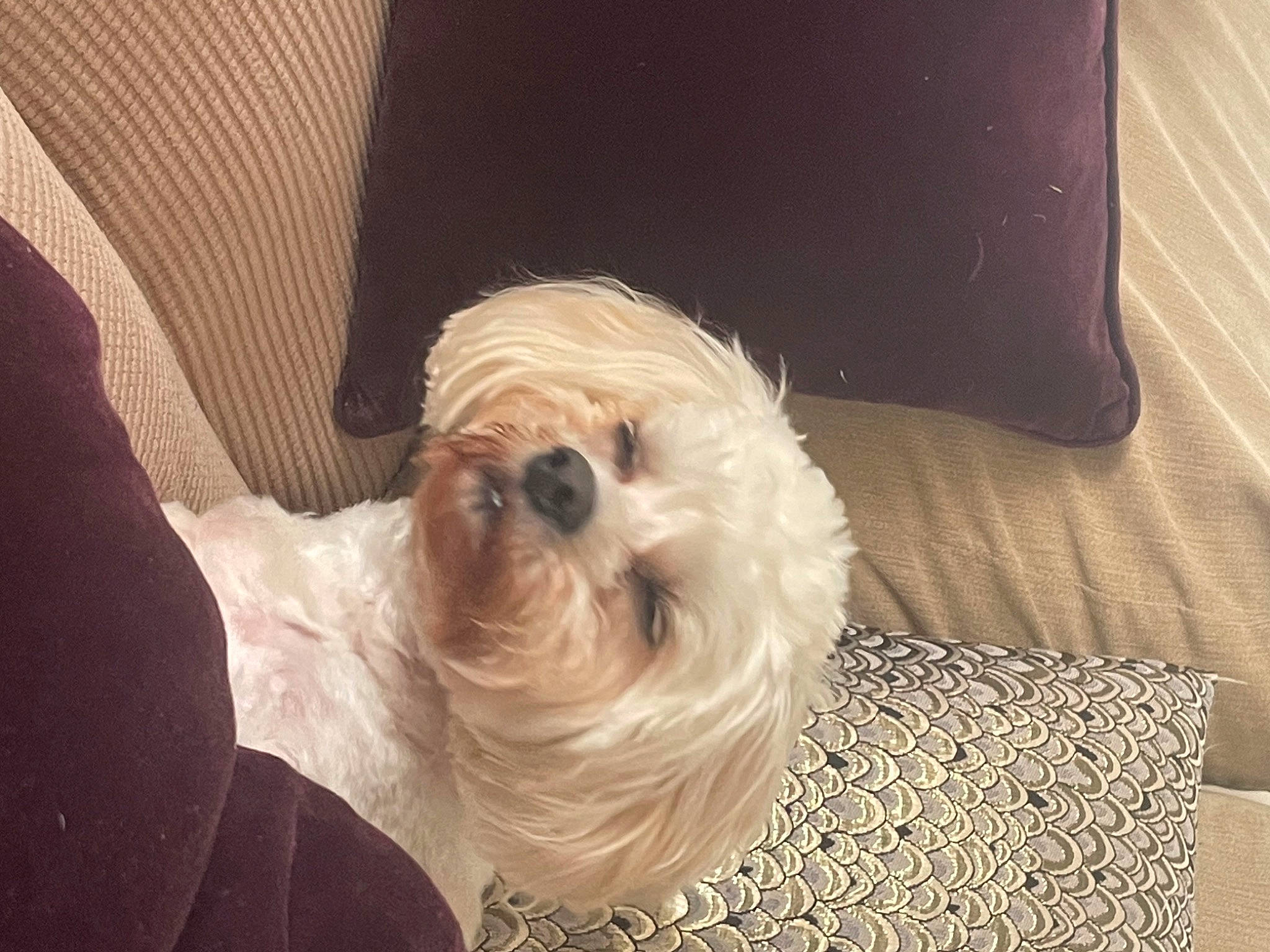 Biscuit is registered to the contest to win money with this photo: carnivore, comfort, companion_dog, dog, dog_breed, dog_collar, dog_supply, eyewear, fur, glasses, liver, mal_shi, pet_supply, small_terrier, snout, sporting_group, sunglasses, terrier, toy_dog, working_animal