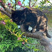 Lilith joined the competition — help win amazing prizes! cat, tortoiseshell_cat, animal, pet, feline, tree, branch, blossoms, flowers, pink_flowers, leaves, garden, outdoors, nature, sunlight, climbing, perched, whiskers, collar, bell