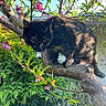 cat, tortoiseshell_cat, animal, pet, feline, tree, branch, blossoms, flowers, pink_flowers, leaves, garden, outdoors, nature, sunlight, climbing, perched, whiskers, collar, bell
