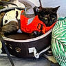 cat, tortoiseshell_cat, pet, animal, feline, green_eyes, red_harness, safety_vest, travel_carrier, pet_carrier, travel, indoors, cozy, sitting, lying_down, close_up, portrait, colorful, fabric, transportation