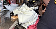 Lilith is registered to the contest to win money with this photo: cat, tortoiseshell, pet, animal, sweater, clothing, pink_outfit, white_fabric, sitting, portrait, indoor, kitchen, table, food_packaging, bowl, cup, person, hand, glowing_eyes, funny