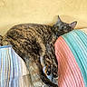 Lilith joined the competition — help win amazing prizes! cat, tortoiseshell, sleeping, sleepy, pet, animal, feline, whiskers, ears, paws, fur, striped_cushions, pillows, indoors, home, relaxed, resting, cozy, colorful, portrait