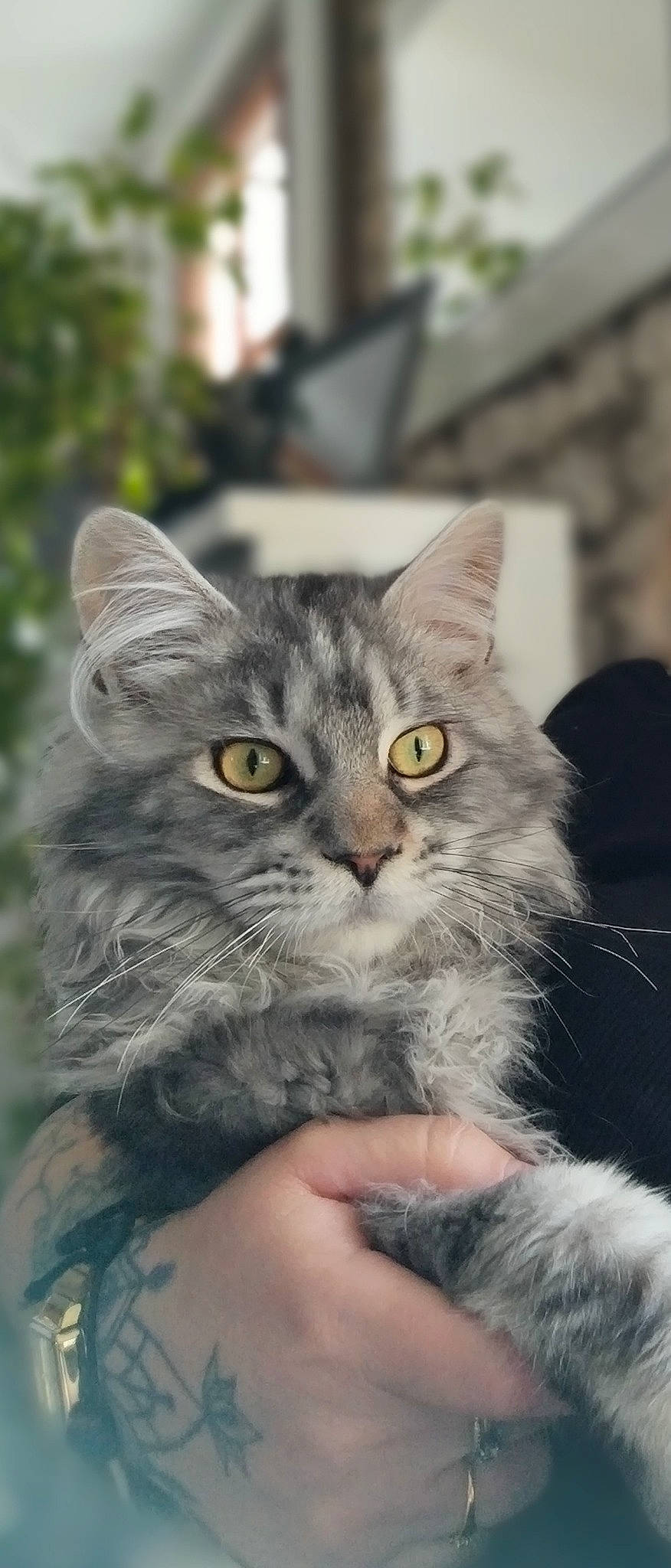 Uno participe au concours pour gagner de l'argent avec cette photo : carnivore, cat, domestic_short_haired_cat, felidae, fur, grass, plant, small_to_medium_sized_cats, snout, terrestrial_animal, whiskers, window