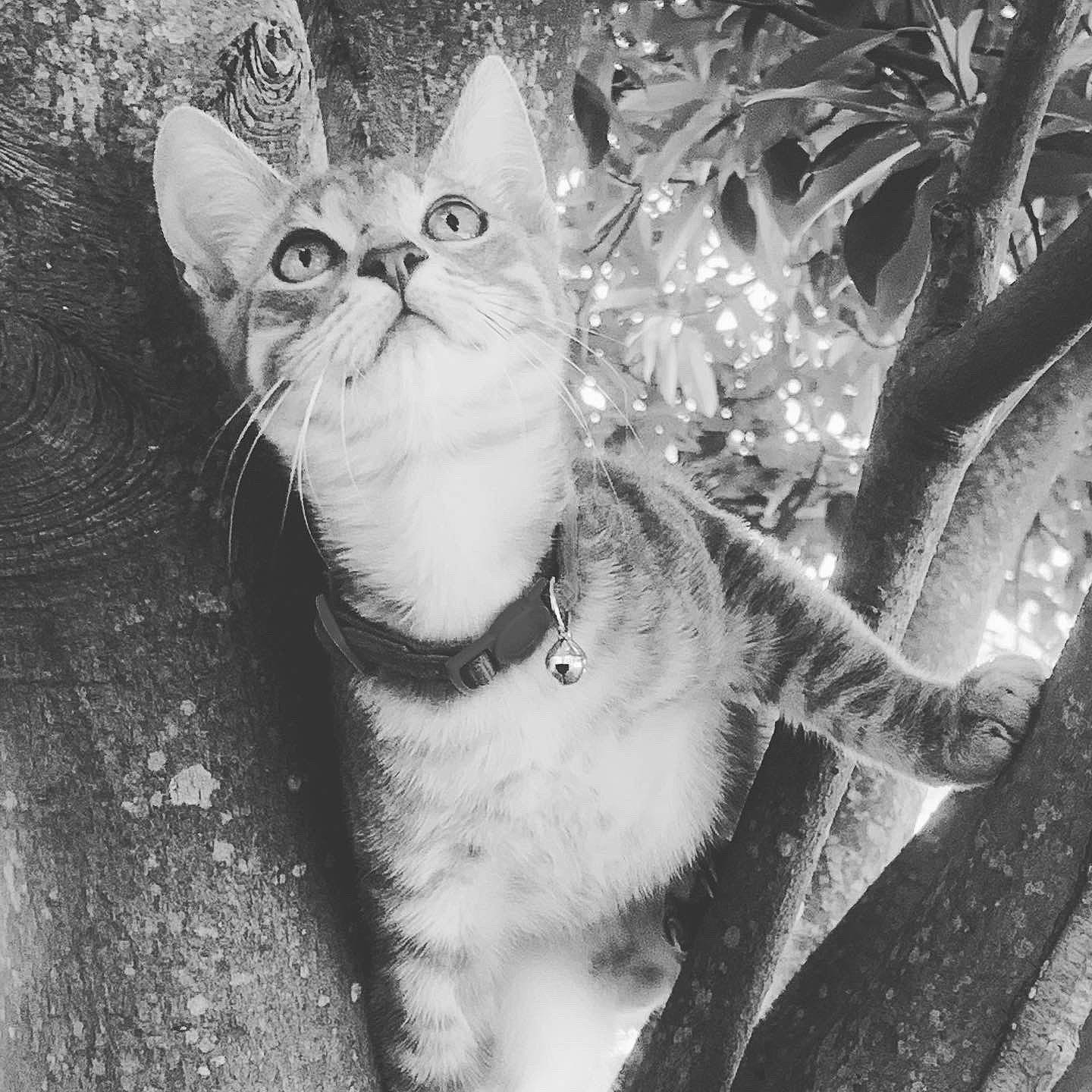 Freckles is registered to the contest to win money with this photo: black_and_white, carnivore, cat, collar, felidae, fur, monochrome, monochrome_photography, organism, small_to_medium_sized_cats, snout, stock_photography, tail, terrestrial_animal, vertebrate, whiskers