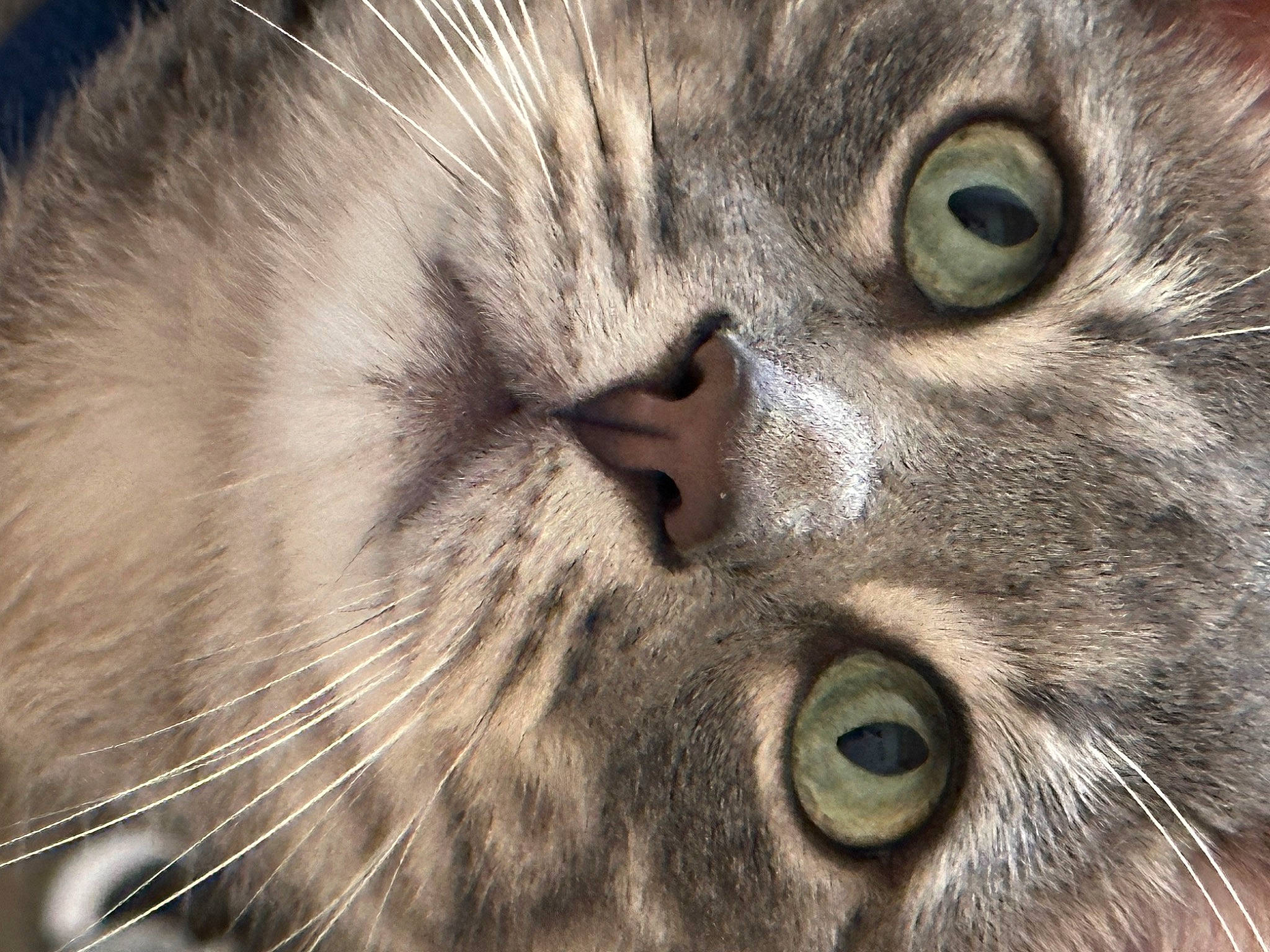 Freckles is registered to the contest to win money with this photo: carnivore, cat, close_up, domestic_short_haired_cat, eye, eyelash, felidae, fur, iris, macro_photography, nose, small_to_medium_sized_cats, snout, terrestrial_animal, whiskers, wildlife