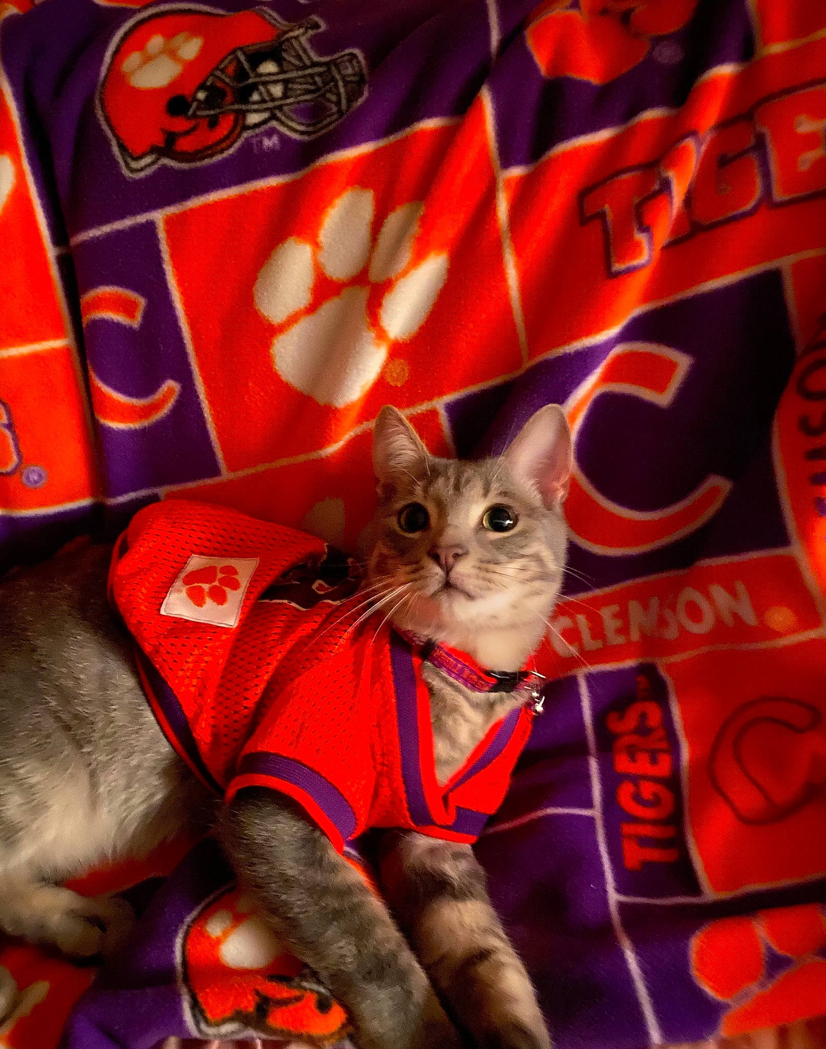 Freckles is registered to the contest to win money with this photo: carnivore, cat, cat_supply, curious, domestic_short_haired_cat, felidae, kitten, orange, pet_supply, small_to_medium_sized_cats, snout, vertebrate, whiskers