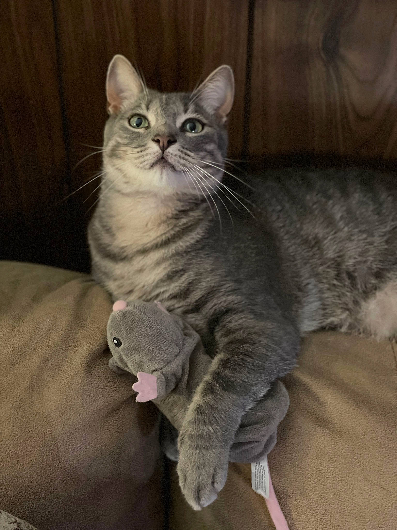 Freckles is registered to the contest to win money with this photo: carnivore, cat, comfort, domestic_short_haired_cat, felidae, fur, grey, paw, sitting, small_to_medium_sized_cats, snout, tail, whiskers