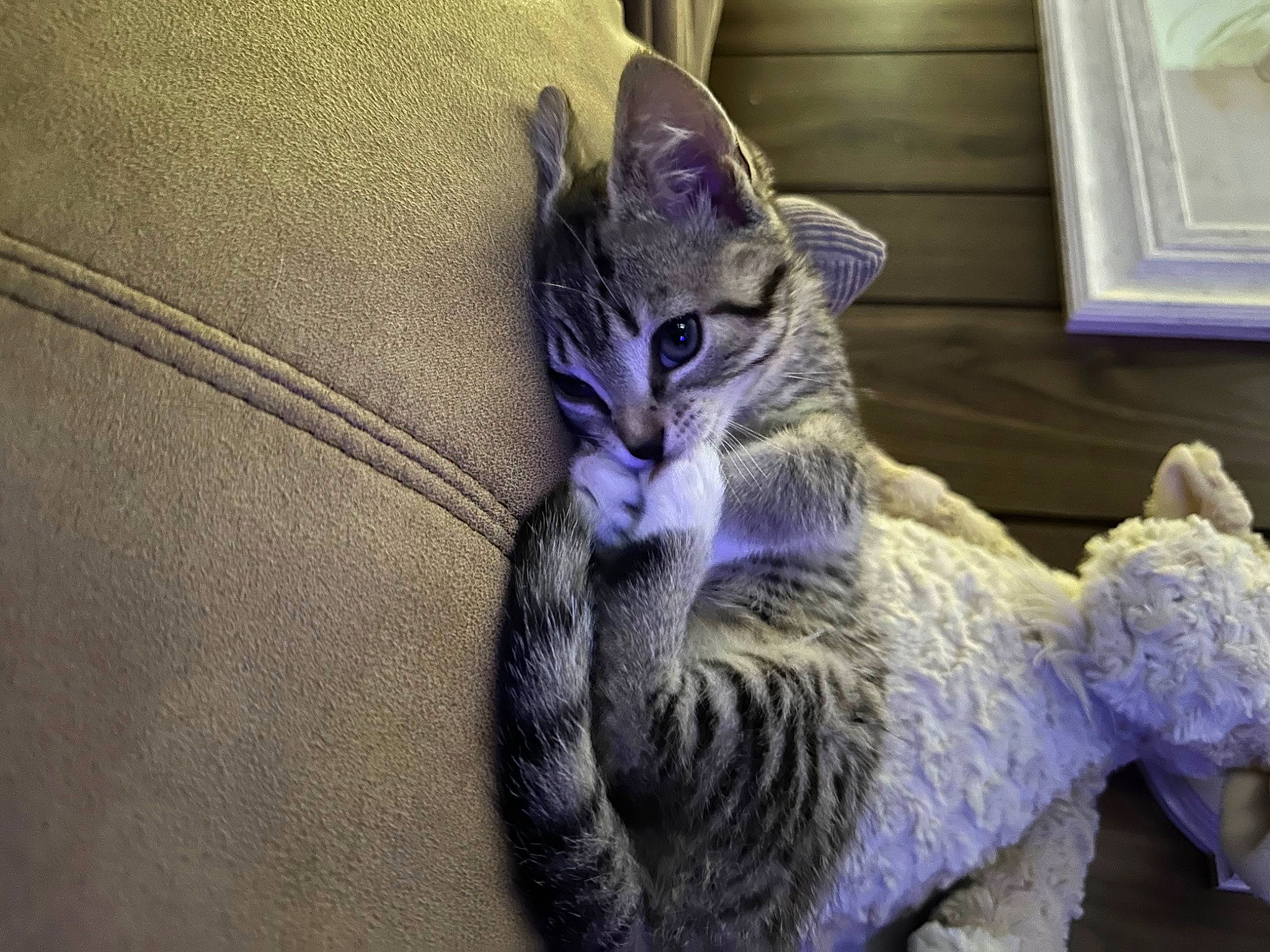 Little No Name is registered to the contest to win money with this photo: carnivore, cat, claw, comfort, domestic_short_haired_cat, door, electric_blue, felidae, fur, grey, paw, picture_frame, sitting, small_to_medium_sized_cats, snout, tail, terrestrial_animal, whiskers, wildlife, window