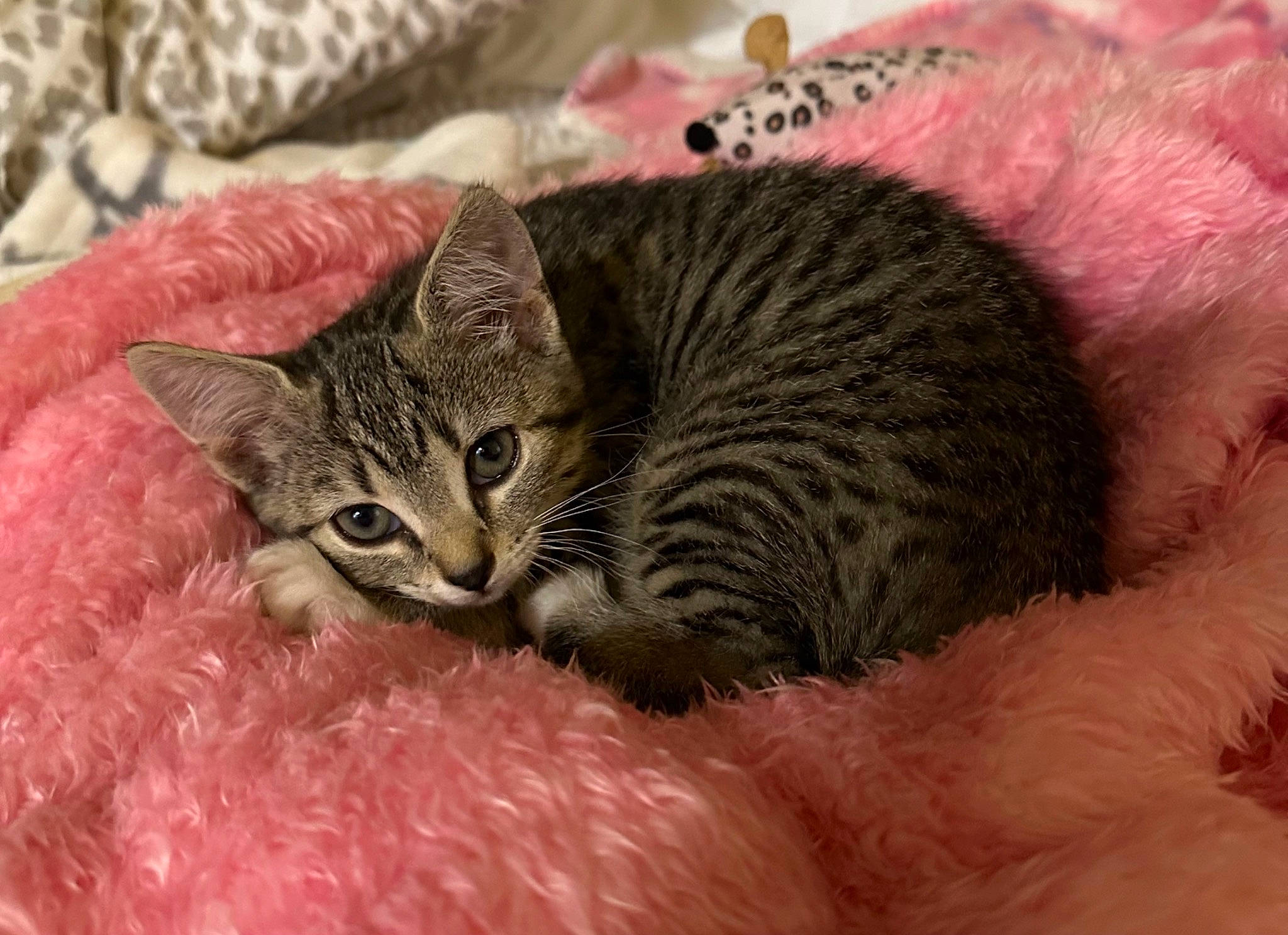 Little No Name joined the competition — help win amazing prizes! carnivore, cat, cat_bed, cat_supply, claw, comfort, domestic_short_haired_cat, felidae, fur, nap, paw, small_to_medium_sized_cats, tail, terrestrial_animal, whiskers, wildlife