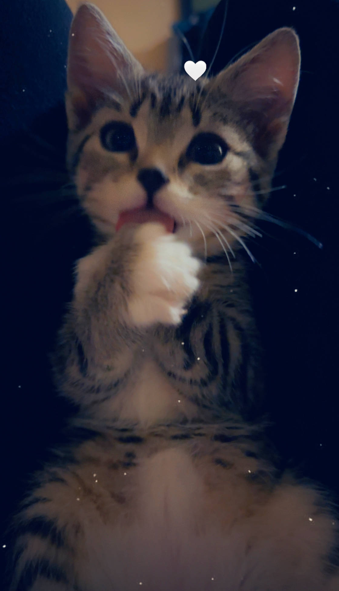 Little No Name is registered to the contest to win money with this photo: carnivore, cat, claw, darkness, domestic_short_haired_cat, electric_blue, felidae, foot, fur, night, paw, photo_caption, sitting, small_to_medium_sized_cats, snout, tail, whiskers