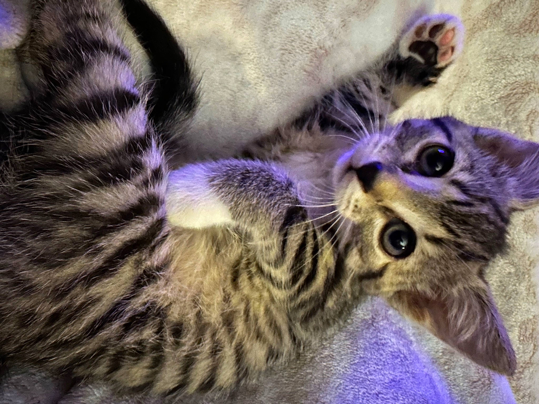 Little No Name joined the competition — help win amazing prizes! carnivore, cat, claw, comfort, domestic_short_haired_cat, fawn, felidae, fur, iris, organism, paw, plant, purple, small_to_medium_sized_cats, snout, tail, terrestrial_animal, violet, whiskers, wildlife