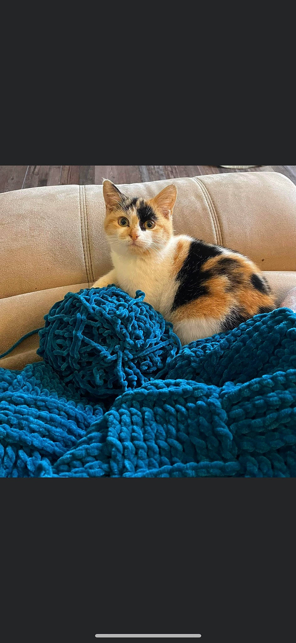 Kitkat is registered to the contest to win money with this photo: basket, bedding, carnivore, cat, cat_supply, comfort, couch, domestic_short_haired_cat, electric_blue, fawn, felidae, fur, linens, pattern, paw, room, small_to_medium_sized_cats, tail, whiskers, wood