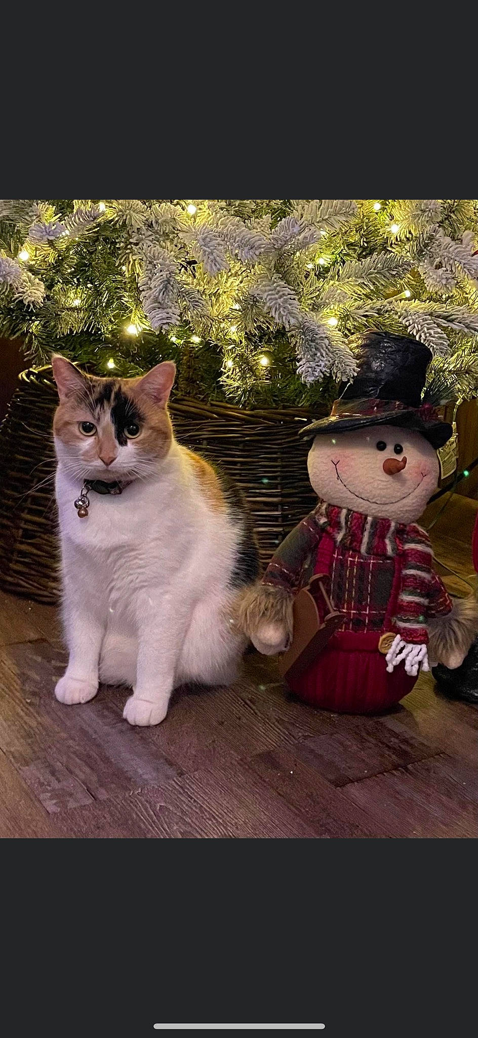 Kitkat is registered to the contest to win money with this photo: art, carnivore, cat, domestic_short_haired_cat, fawn, felidae, fictional_character, fur, grass, happy, hat, lawn_ornament, paw, plant, small_to_medium_sized_cats, tail, toy, tree, whiskers, wood