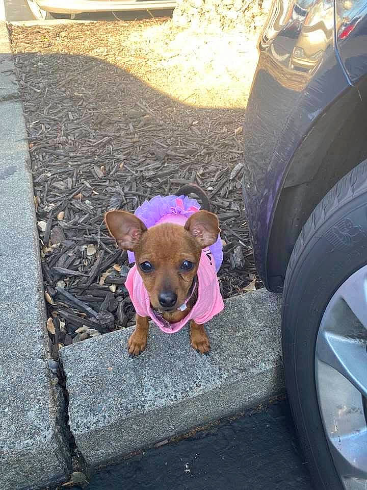 Hiccup is registered to the contest to win money with this photo: asphalt, automotive_tire, carnivore, collar, companion_dog, dog, dog_breed, dog_supply, fawn, fender, light, pet_supply, pink, road_surface, sidewalk, tire, tread, vehicle, wheel, working_animal