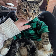 Princess joined the competition — help win amazing prizes! cat, clothing, couch, cozy, cute, domestic_animal, fur, furniture, green_sweater, home_decor, indoor, lap, living_room, paws, person_hand, pet, relaxed, tabby_cat, whiskers, window