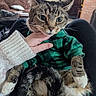 cat, clothing, couch, cozy, cute, domestic_animal, fur, furniture, green_sweater, home_decor, indoor, lap, living_room, paws, person_hand, pet, relaxed, tabby_cat, whiskers, window