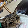 Princess is registered to the contest to win money with this photo: animal, blanket, carpet, cat, close_up, cozy, domestic, ears, face, fur, furniture, indoor, living_room, pet, relaxed, resting, soft, tabby, whiskers, wooden_table