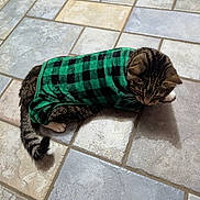 Princess joined the competition — help win amazing prizes! cat, clothing, cozy, cute, domestic_animal, feline, fur, green_plaid, indoor, lying_down, pattern, paws, pet, plaid_clothing, portrait, resting, tabby_cat, tail, tile_floor, whiskers