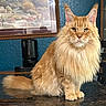 Ana is registered to the contest to win money with this photo: animal, cat, cozy, ears, face, fluffy, furniture, home, indoor, long_hair, looking, maine_coon, orange_cat, painting, pet, portrait, sitting, table, tail, wall