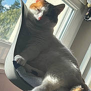 Ruby a rejoint le concours — aidez-le/la à gagner de superbes lots ! cat, calico_cat, pet, animal, feline, sleepy, relaxed, sitting, lounging, paw, tail, whiskers, ears, fur, black_and_white, orange_patches, chair, window, sunlight, indoors
