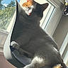 cat, calico_cat, pet, animal, feline, sleepy, relaxed, sitting, lounging, paw, tail, whiskers, ears, fur, black_and_white, orange_patches, chair, window, sunlight, indoors
