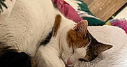 Ruby a rejoint le concours — aidez-le/la à gagner de superbes lots ! cat, calico_cat, sleeping, sleepy, pet, animal, feline, indoors, bed, blanket, fluffy_blanket, cozy, relaxed, upside_down, pink_nose, closed_eyes, fur, whiskers, colorful_bedding, wooden_floor