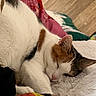cat, calico_cat, sleeping, sleepy, pet, animal, feline, indoors, bed, blanket, fluffy_blanket, cozy, relaxed, upside_down, pink_nose, closed_eyes, fur, whiskers, colorful_bedding, wooden_floor