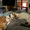 cat, sleeping, orange_cat, white_cat, blanket, indoor, living_room, furniture, television, doorway, cozy, pets, resting, domestic_animal, warm_lighting, home, relaxation, fur, paw, companion