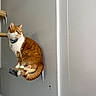 cat, ginger_cat, white_cat, pet, indoor, sitting, wall_mount, platform, collar, curious, feline, fur, animal, domestic, looking_sideways, gray_wall, quiet, resting, home, perched
