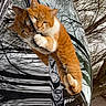 cat, orange_cat, reflection, car_hood, outdoor, tree_branches, animal, pet, fur, relaxed, cute, whiskers, paws, nature, shiny_surface, daylight, mammal, domestic_animal, resting, closeup