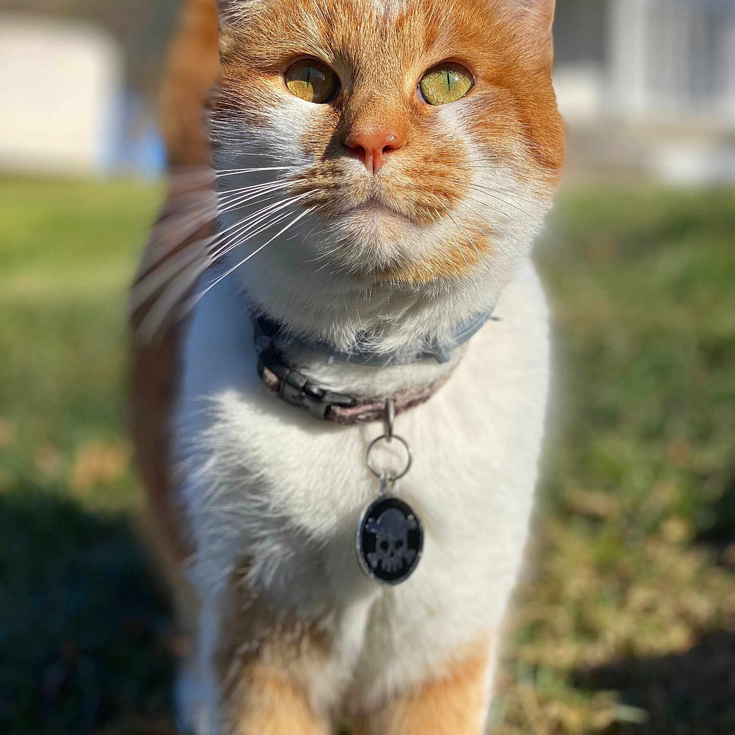 Caesar