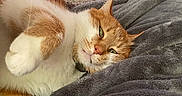 Caesar joined the competition — help win amazing prizes! cat, orange_cat, white_cat, pet, indoor, blanket, cozy, relaxed, sleepy, feline, fur, paw, green_eyes, resting, laying_down, soft_texture, home, floor, domestic_animal, close_up