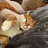 cat, orange_cat, white_cat, pet, indoor, blanket, cozy, relaxed, sleepy, feline, fur, paw, green_eyes, resting, laying_down, soft_texture, home, floor, domestic_animal, close_up