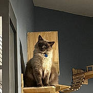 Cornelius Aka Corn is registered to the contest to win money with this photo: cat, fluffy, indoor, wooden_shelf, wooden_bridge, gray_wall, pet_tag, curious, sitting, feline, domestic_animal, furniture, household, looking, cute, animal, portrait, furry, balanced, calm