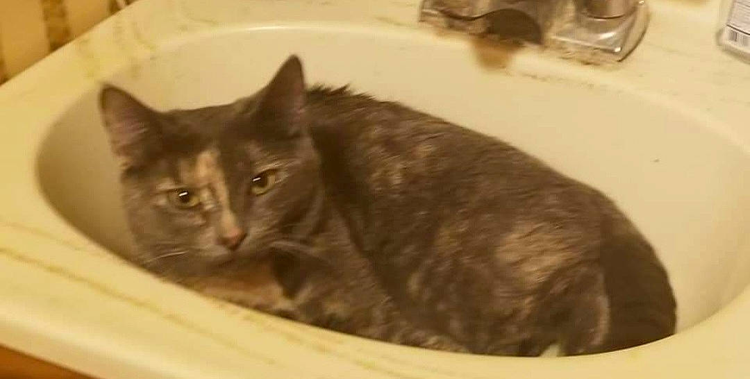 Gracie is registered to the contest to win money with this photo: bathroom, black_cat, carnivore, cat, domestic_short_haired_cat, fawn, felidae, fluid, fur, plumbing, plumbing_fixture, sink, small_to_medium_sized_cats, snout, tail, tap, terrestrial_animal, whiskers