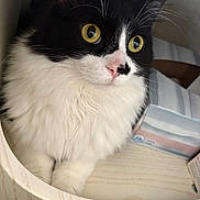 Steven is registered to the contest to win money with this photo: cat, animal, pet, feline, black_and_white, fluffy, yellow_eyes, whiskers, nose, drawer, wood, indoor, curious, close_up, fur, resting, cozy, cute, domestic, alert