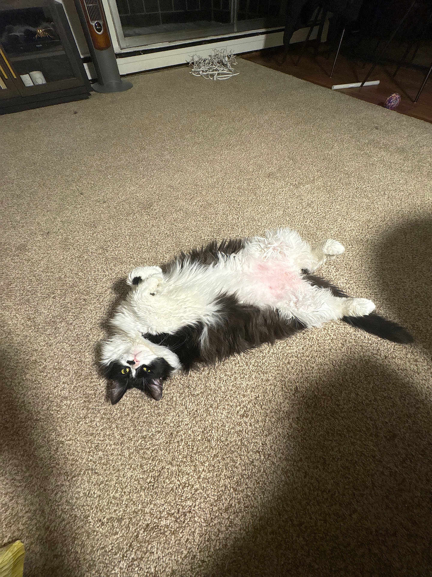 Steven is registered to the contest to win money with this photo: cat, black_and_white, fluffy, carpet, indoor, pet, animal, relaxed, lying_down, yellow_eyes, fur, whiskers, tail, home, furniture, shadow, curious, cozy, cute, domestic