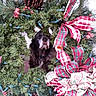 dog, wreath, christmas, pine_cones, ribbons, holiday_decor, greenery, pet, festive, indoor, wood_floor, berries, decorations, animal, face, collar, plaid, seasonal, cute, portrait