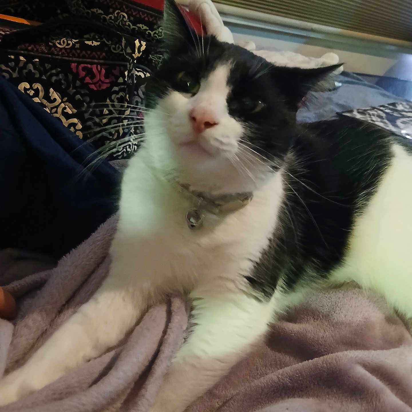 Kitty Says Rauw joined the competition — help win amazing prizes! animal, bedroom, bell, black_and_white, blanket, cat, collar, cozy, cushion, fur, furniture, indoor, looking, pattern, pet, relaxed, resting, soft_lighting, stretching, whiskers