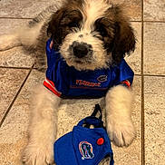 Goose is registered to the contest to win money with this photo: puppy, dog, blue_jersey, florida_gators, tile_floor, cap, sportswear, cute, fluffy, pet, indoor, lying_down, young_dog, fur, paw, animal, mascot, team_spirit, adorable, portrait