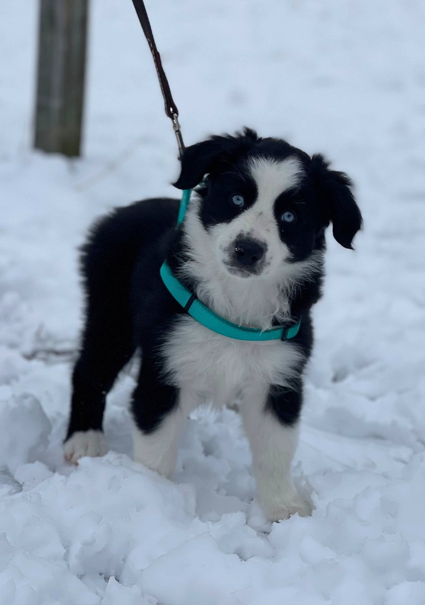Kya is registered to the contest to win money with this photo: canidae, carnivore, collar, companion_dog, dog, dog_breed, dog_collar, dog_supply, electric_blue, fashion_accessory, freezing, fur, leash, paw, snout, snow, sporting_group, toy_dog, whiskers, winter