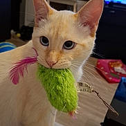 Biglouche a rejoint le concours — aidez-le/la à gagner de superbes lots ! cat, cream_colored, pet, indoor, toy, feathers, fuzzy, whiskers, curious, close_up, domestic_cat, floor, living_room, furniture, blurred_background, playful, animal, four_legs, ears, face