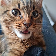 Guimauve participe au concours pour gagner de l'argent avec cette photo : kitten, cat, tabby, close_up, fur, whiskers, ears, eyes, tongue, pet, animal, indoor, lap, clothing, jeans, hand, feline, cute, young, fur_pattern