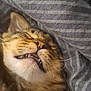 Guimauve a rejoint le concours — aidez-le/la à gagner de superbes lots ! cat, sleeping, tabby, pet, close_up, teeth, mouth_open, fur, whiskers, bed, bedding, striped, gray, cozy, resting, animal, cute, relaxed, indoor, nap