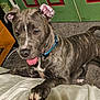 Offset N Boogie is registered to the contest to win money with this photo: dog, brindle, blue_collar, tongue_out, paw, bed, carpet, green_door, indoor, pet, canine, playful, animal, ears, snout, fur, domestic, friendly, household, companion