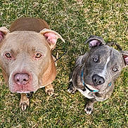 Offset N Boogie is registered to the contest to win money with this photo: dog, canine, pet, animal, grass, outdoor, brown_dog, gray_dog, collar, ears, eyes, cute, looking_up, sitting, fur, nose, paw, nature, adorable, companion