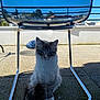 animal, blue_eyes, building, calm, cat, chrome, concrete_floor, daytime, fence, fluffy, metal_chair, outdoor, pet, reflection, shadow, sitting, sky, sunny, terrace, trees