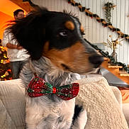 Moca a rejoint le concours — aidez-le/la à gagner de superbes lots ! black_and_tan, bow_tie, christmas_tree, couch, cozy, decorations, dog, festive, fur, garland, holiday_decor, indoor, living_room, looking_away, person, pet, pillow, seated, stairs, white_fur